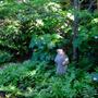 St Francis with Sensitive Ferns